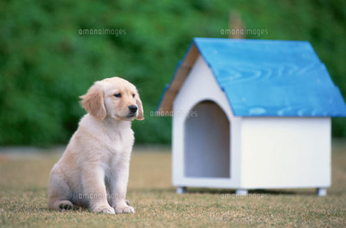 防音の犬小屋や鳥小屋を作成してくれるオーダーメイド工房が凄い あまてん ショッピング